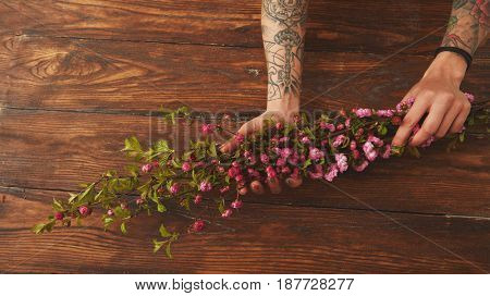 Sakura branches in female hands