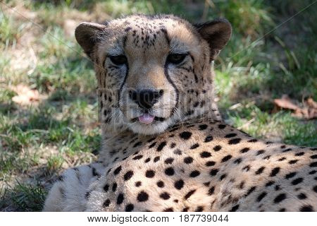 Cheetah; Acinonyx jubatus