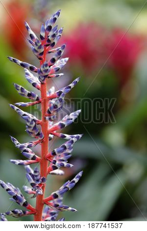 Clos-up of a colored jug of lingo guzmania
