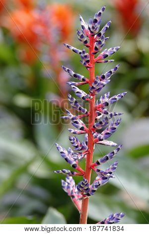 Clos-up of a colorful branch of lingulata guzmania