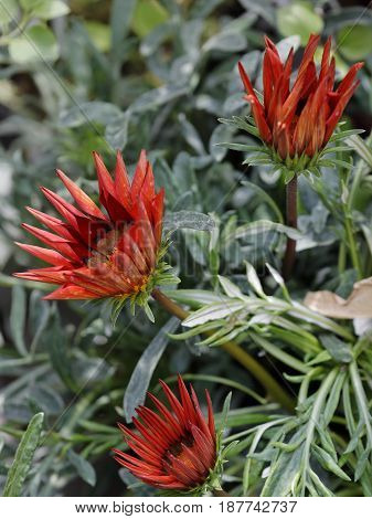 of gazania flower blossomed over the leaves
