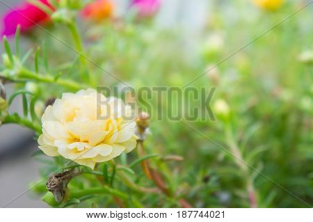 daisy yellow flower in the garden , blossom flowers