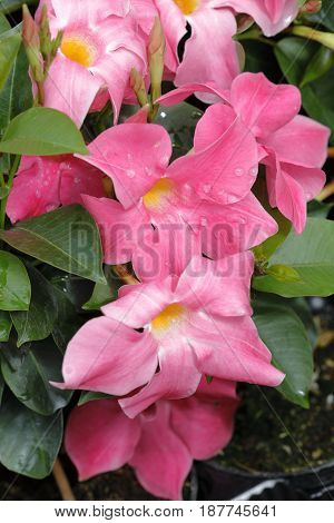 A pink dipladenia flower blossoms in the garden