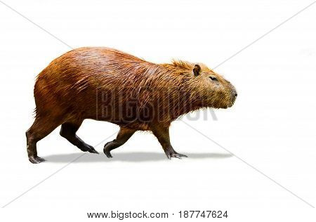 Capybara in the zoo  isolate on white background