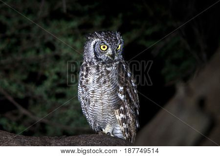 Spotted Eagle-owl Sitting In A Tree.
