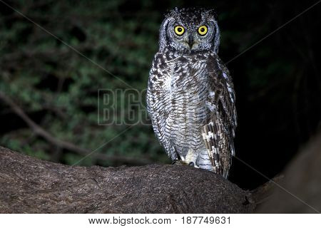 Spotted Eagle-owl Sitting In A Tree.
