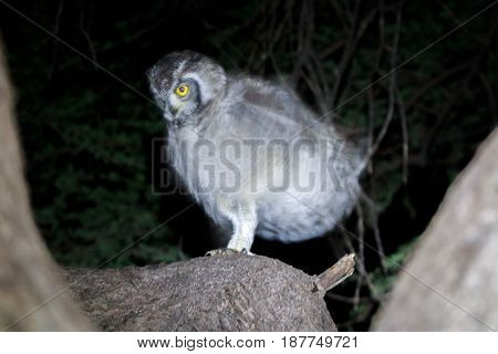Spotted Eagle-owl Sitting In A Tree.