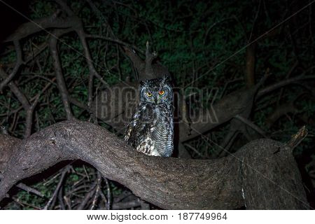 Spotted Eagle-owl Sitting In A Tree.