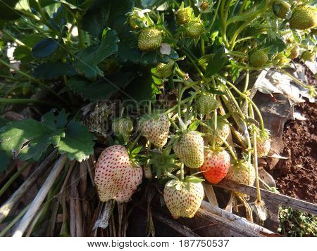 Strawberry tree and young strawberry and Dry leaf at strawberry farm. outdoor photo. fruit photo.