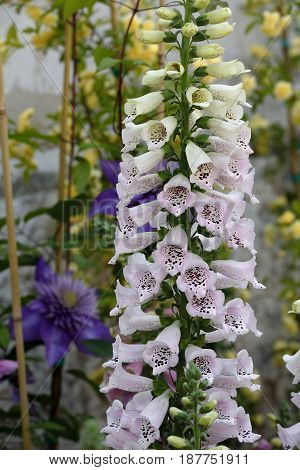 A digitalis plant is blooming in the garden