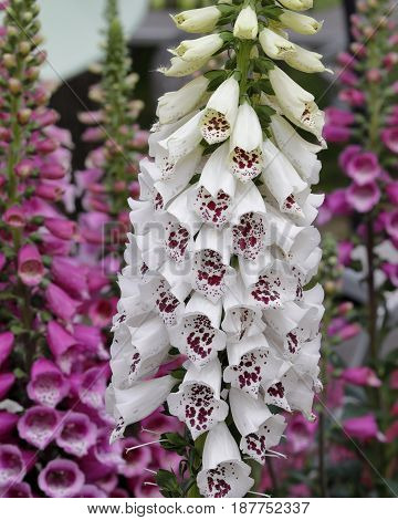 Digitalis Plant