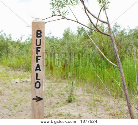 Buffalo näin