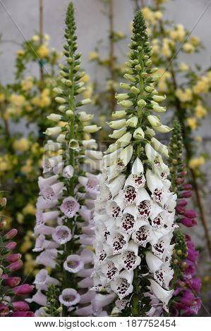A digitalis plant is blooming in the garden