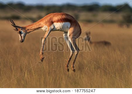 Springbok Pronking In The High Grass.