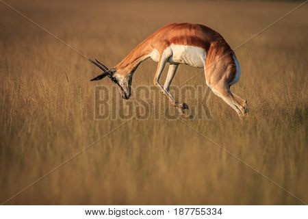 Springbok Pronking In The High Grass.