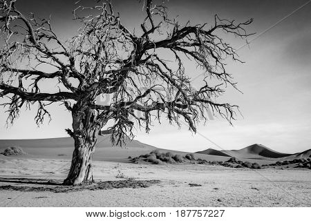 Dead Tree In The Sossusvlei Desert.