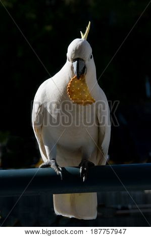 Australian Sulphur-crested Cockatoo (Cacatua galerita) eating a cracker/biscuit standing on a balcony rail. Gosford New South Wales Australia. photograph by Geoff Childs.
