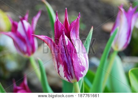 Small spiky flowering purple tulips in micro