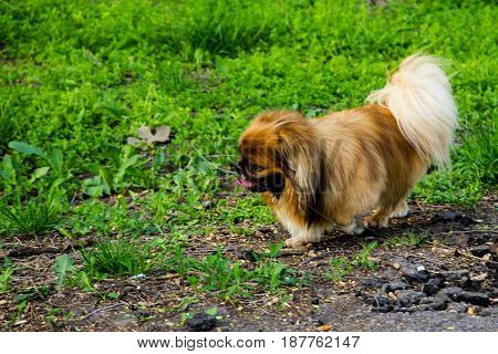 Pekingese dog walking in a city park