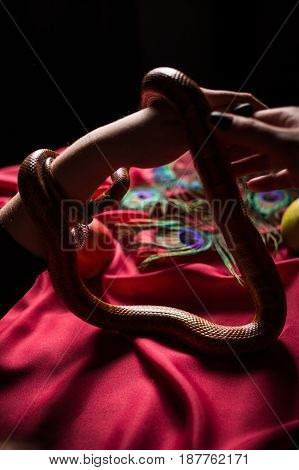 The serpent tempter wraps the witch's hands