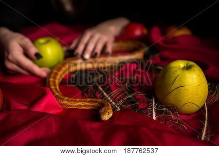 The Snake Crawls On The Witch's Table