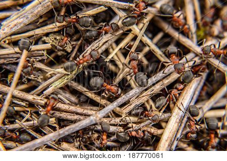 Family Of Ants In An Anthill Close-up