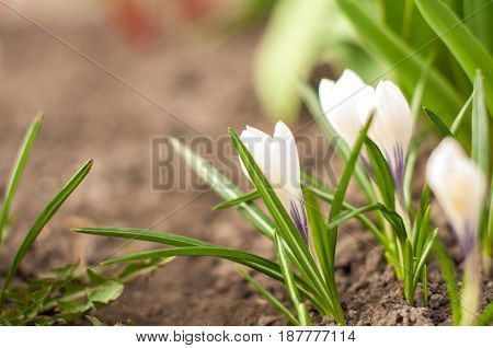 First Spring Flowers, Snowdrops In Garden, Sunlight