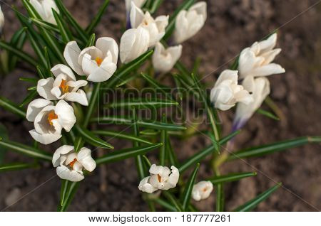 first spring flowers snowdrops in garden sunlight