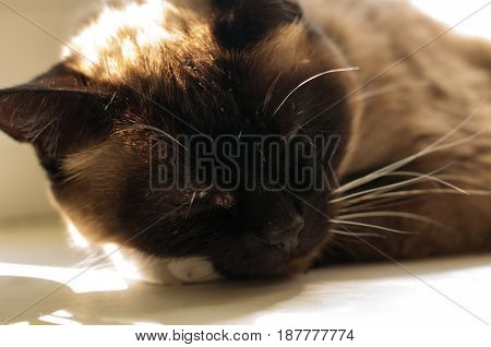 Cute Blue-eyed Siamese Cat Sitting On Chair