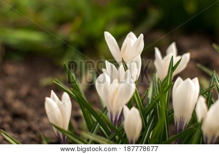 First Spring Flowers, Snowdrops In Garden, Sunlight