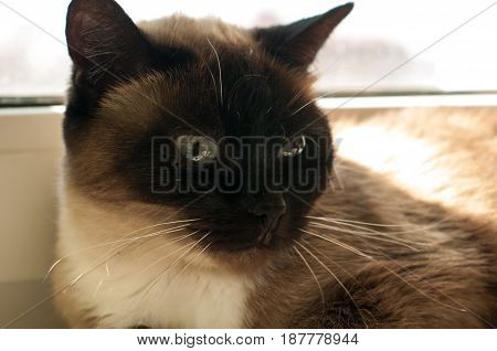 Cute Blue-eyed Siamese Cat Sitting On Chair