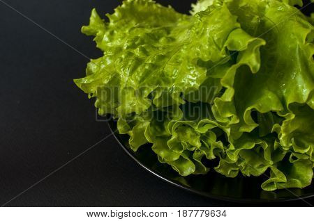 Salad Leaf. Lettuce On Black Background.