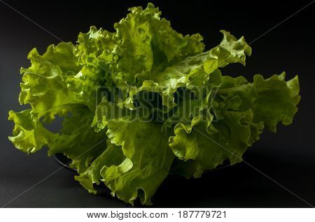 Salad Leaf. Lettuce On Black Background.