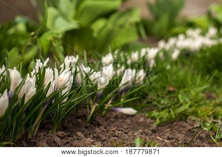 First Spring Flowers, Snowdrops In Garden, Sunlight