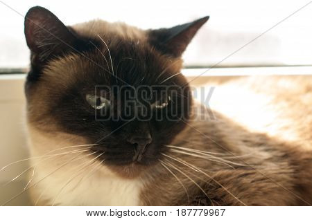 cute blue-eyed siamese cat sitting on chair