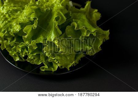 Salad Leaf. Lettuce On Black Background.