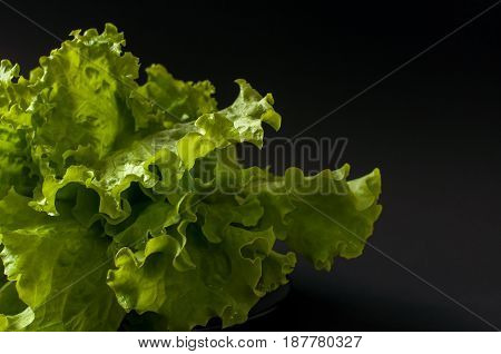 Fresh Salad leaf. Lettuce on black background.