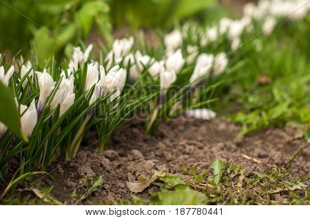 First Spring Flowers, Snowdrops In Garden, Sunlight