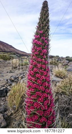 Endemic to Canary islands the big red flower blooming in May.