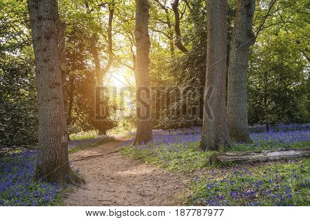 Stunning Vibrant Landscape Image Of Blubell Woods In English Countryside In Spring