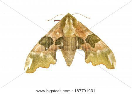 Lime Hawk-moth (mimas Tiliae) On A White Background