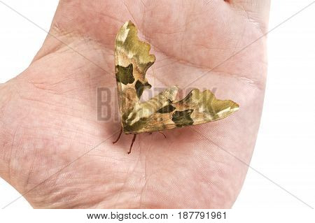 Lime Hawk-moth (mimas Tiliae) On A Hand