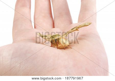 Lime Hawk-moth (mimas Tiliae) On A Hand