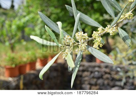 Leaves And Olive Shoots With Bunch Of Buds