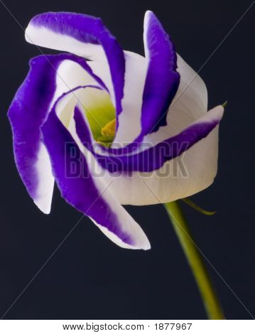 Eustoma-Spirale