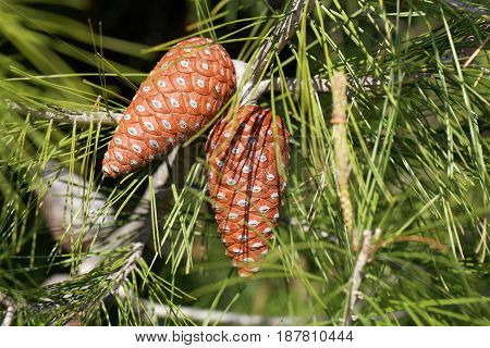 Cone of an Aleppo pine (Pinus halepensis)