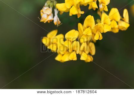 Flowers of a scorpion senna (Hippocrepis emerus)