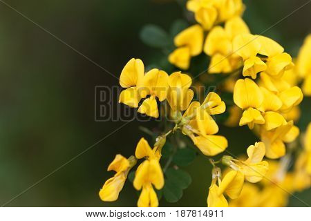 Flowers of a scorpion senna (Hippocrepis emerus)