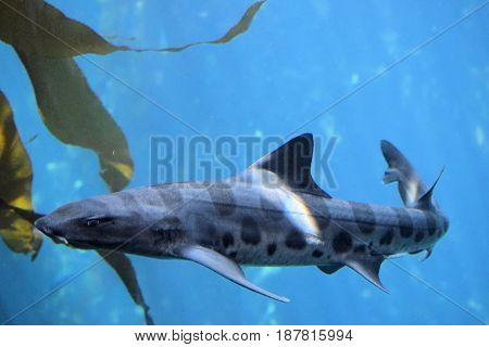 Leopard Shark swimming amongst Kelp Plants taken in the cold waters of the Pacific Ocean at the California Coast