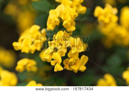 Flowers of a scorpion senna (Hippocrepis emerus)